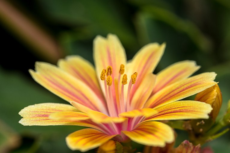 31-05-2018-lewisia-05429.jpg