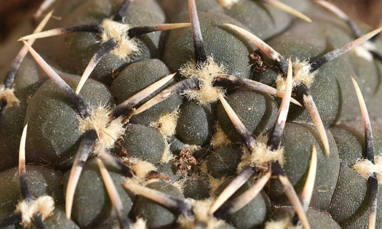 Gymnocalycium new 2.jpg