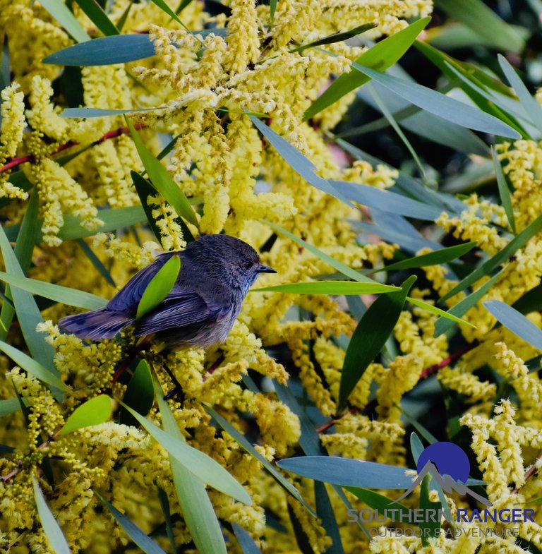 Thornbill.jpeg