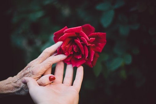 bloom-1846200__340.jpg