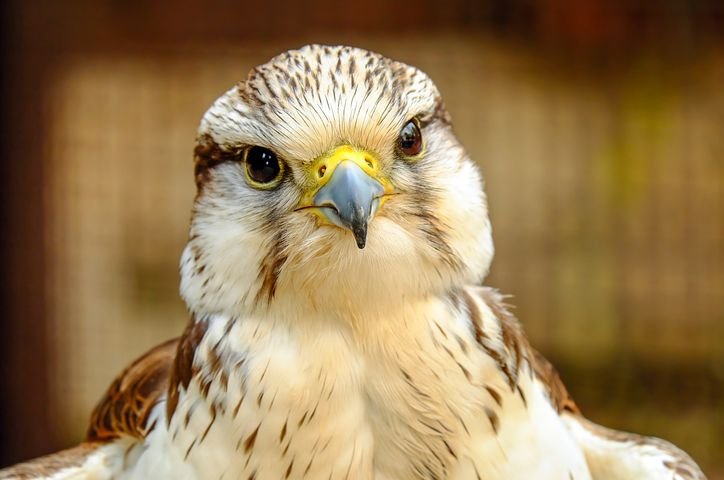 gyrfalcon-2678684__480.jpg