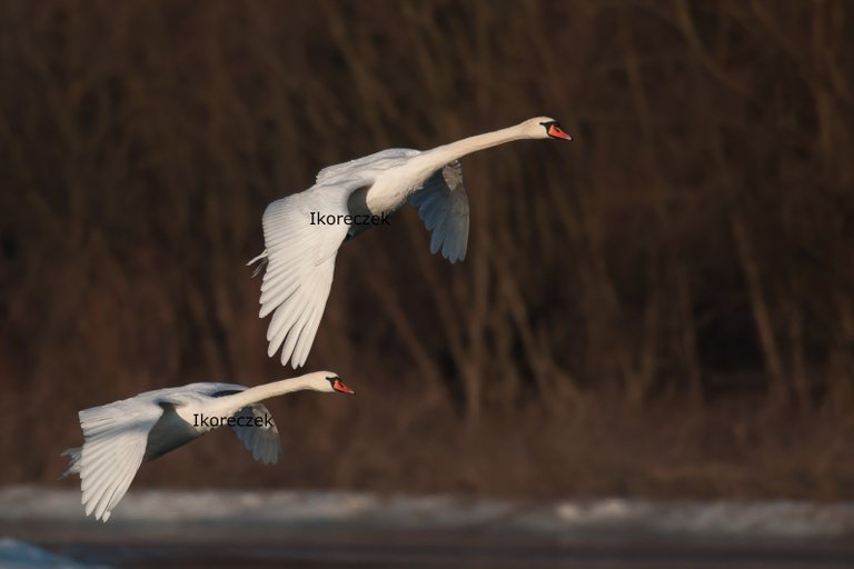 Łabędź niemy_1.jpg