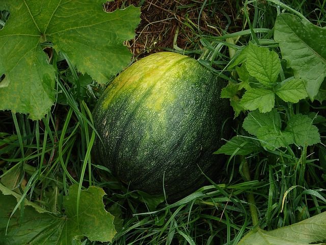 watermelon-165401__480.jpg