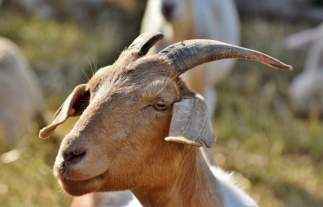 goat-4383002_640.jpg