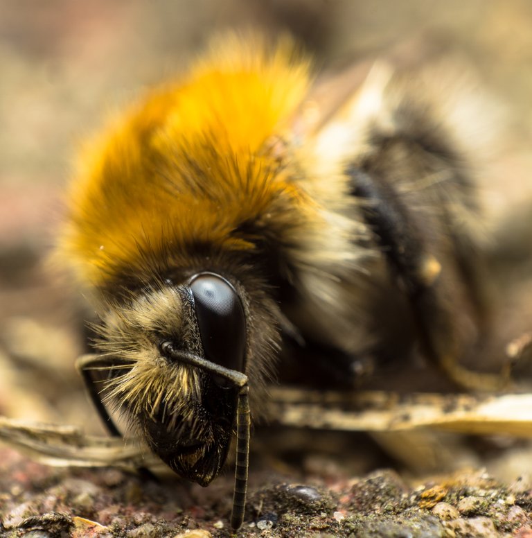 06-06-2018-old-bee-07414.jpg