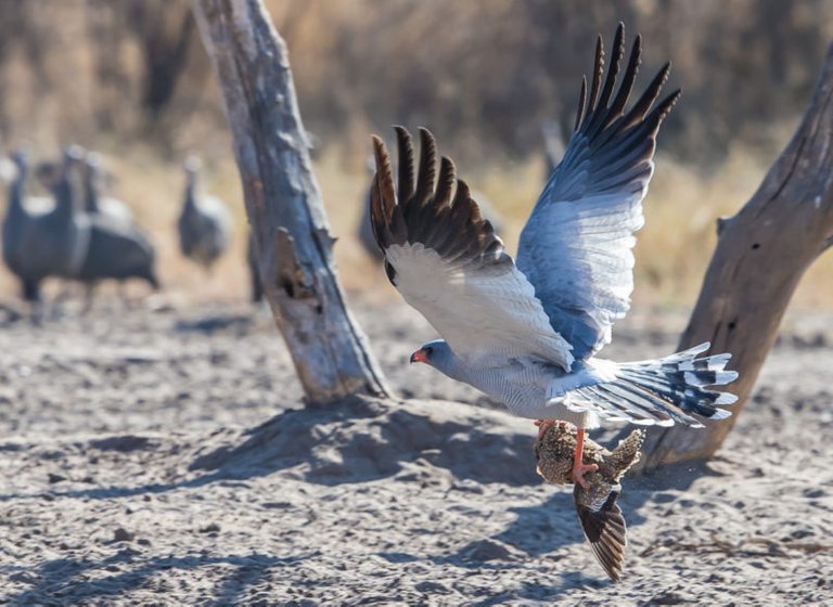 7-at-last-it-once-more-gets-to-grip-with-its-prey-with-both-feet-800x583.jpg