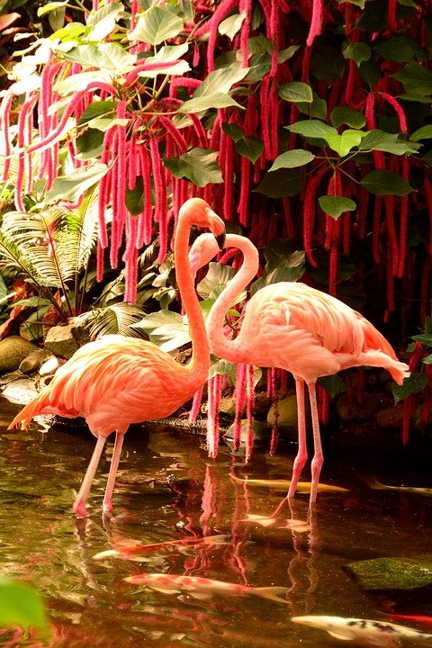 flamingos-1271405_960_720.jpg