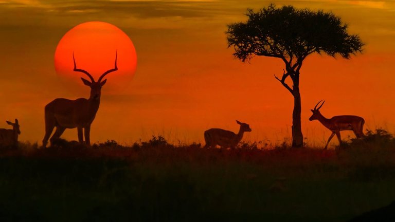 133608_African-safari-sunset-with-silhouette_GettyImages-532389864_credit-iStock_Getty-Images---Hero.jpg