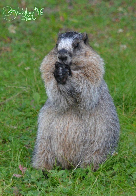 marmot2.jpg