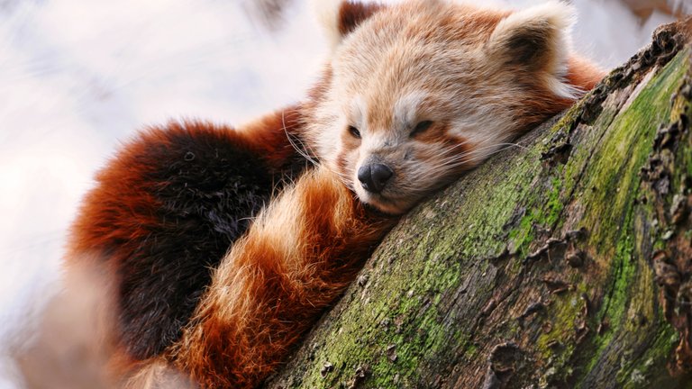 red-panda-2560x1440-animals-winter-sleep-zoo-597.jpg