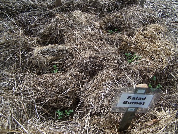 New Herb garden - Row 4 - salad burnet1 crop June 2018.jpg