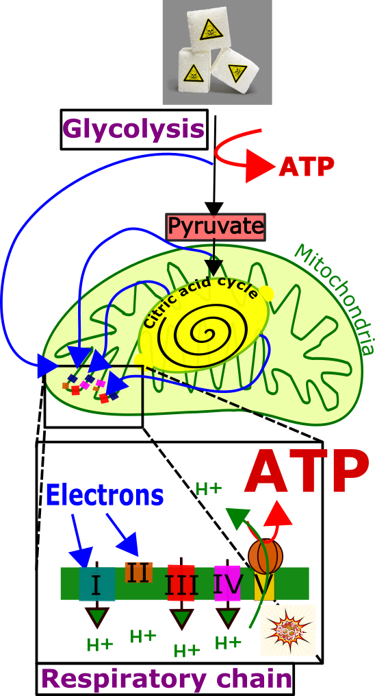 Biochemie I english.png