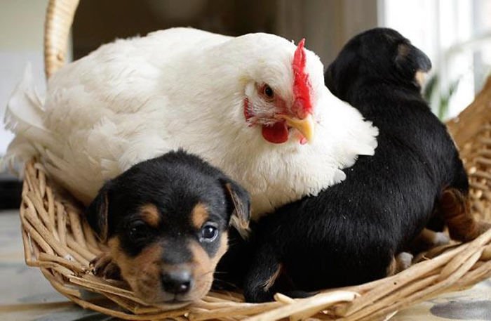 AA-hens-adopt-animals.jpg