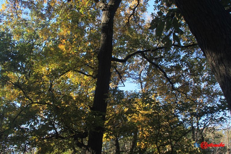 fall colors trees fontenelle forest landscape Fall0048.JPG