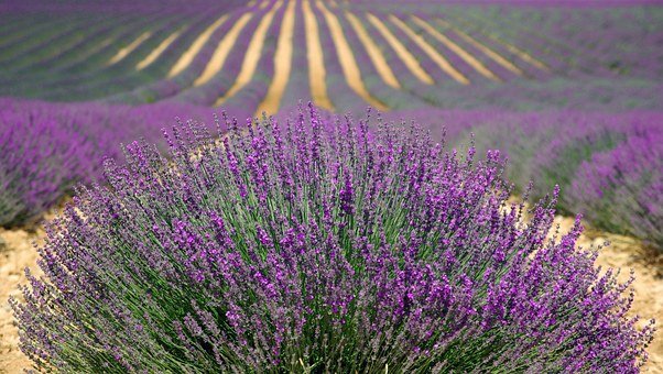 lavender-894919__340.jpg