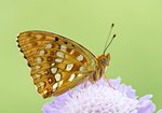 Feurige Perlmutterfalter (Argynnis adippe)_Q22A75784-BF_cr.jpg