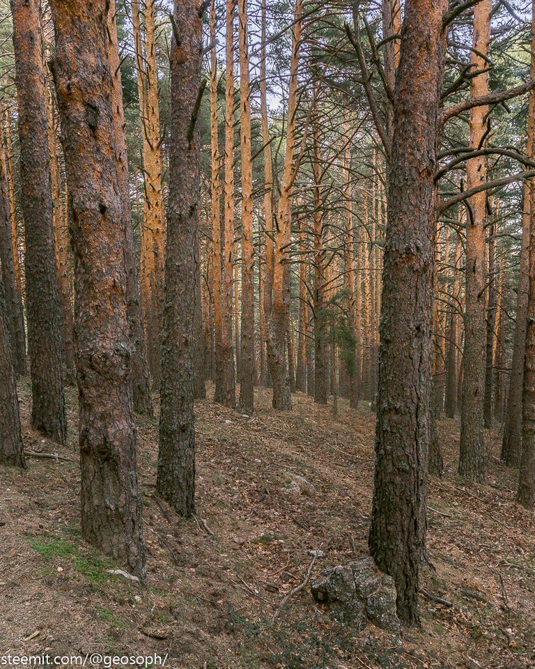 2019.02.22 Cercedilla.jpg