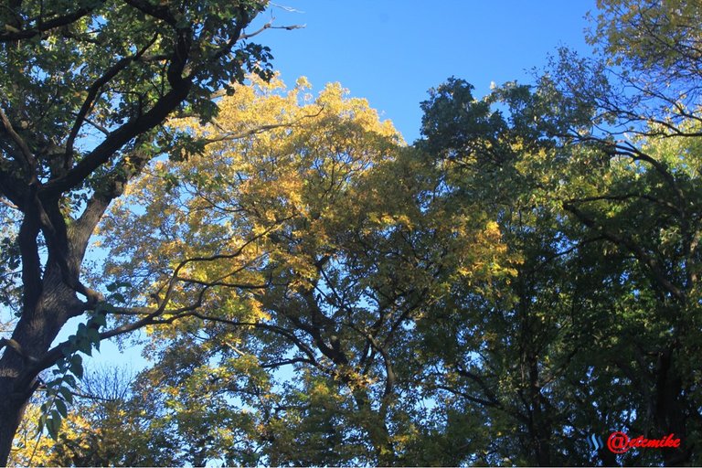 fall colors trees fontenelle forest landscape Fall0029.JPG