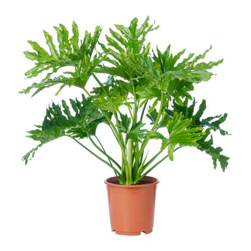 Philodendron.jpg