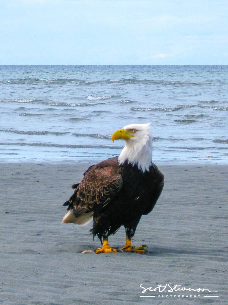 Bald Eagle-3.jpg