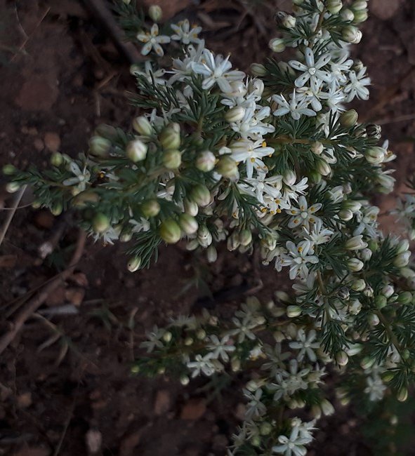 asparagus suaveolens.jpg