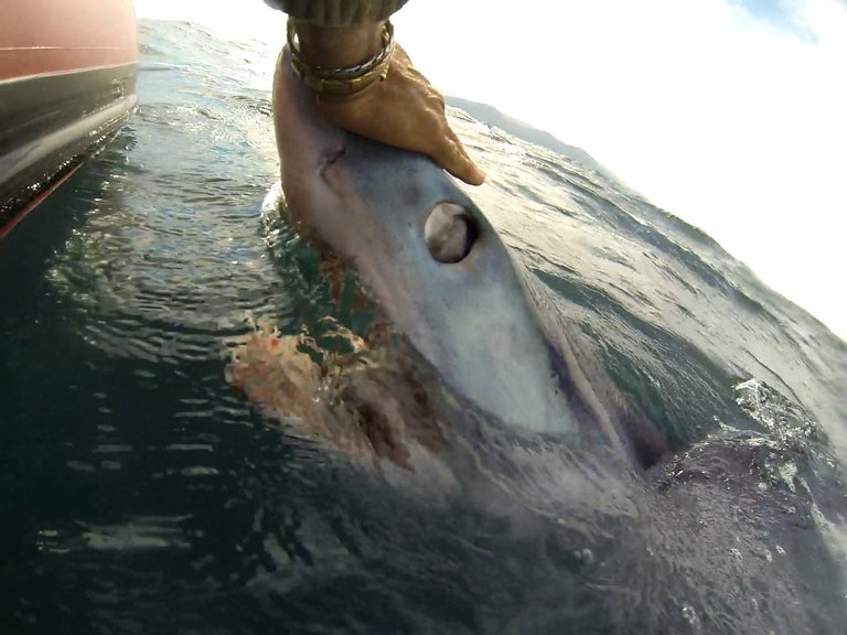 mako_shark_tube_biting.jpg