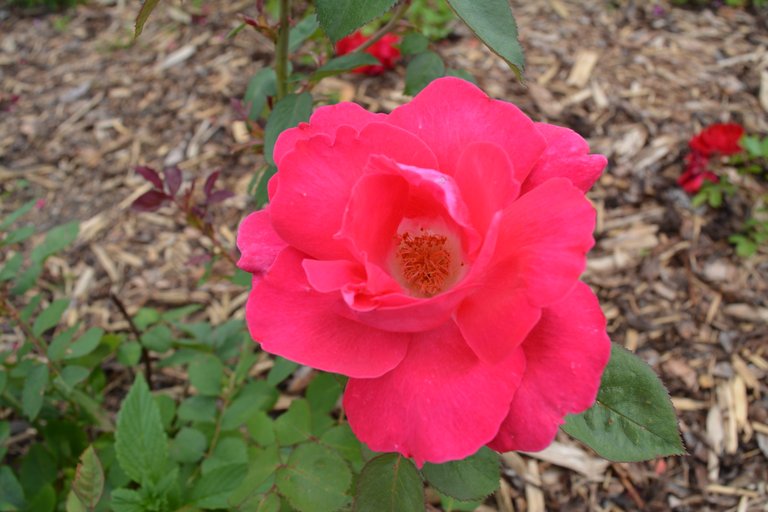 DSC_0570.JPG