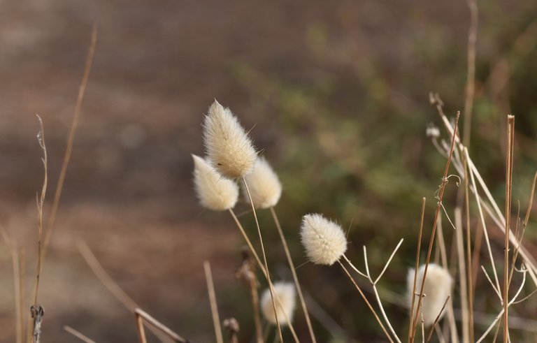 fluffy grass heads 4.jpg