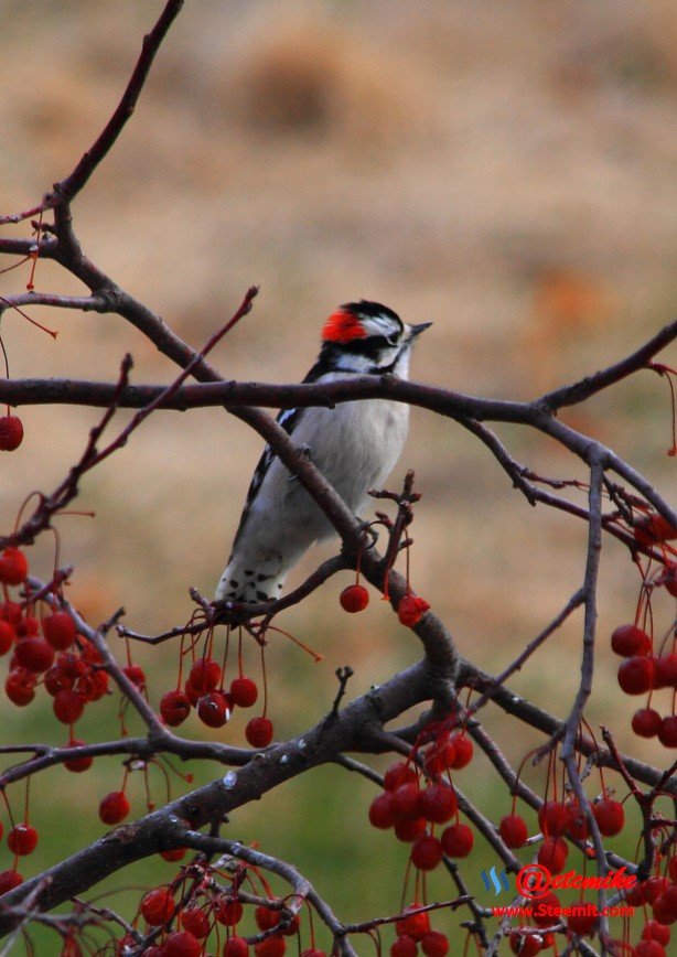 Downy Woodpecker IMG_0020.JPG