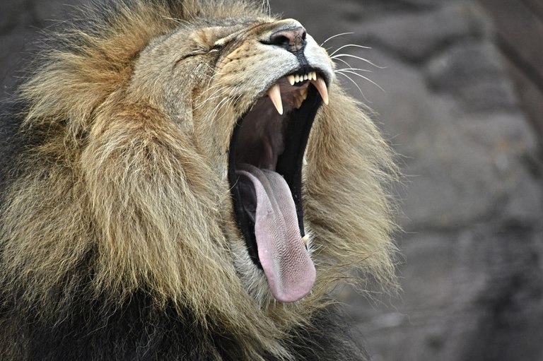 Yawning Lion.jpg