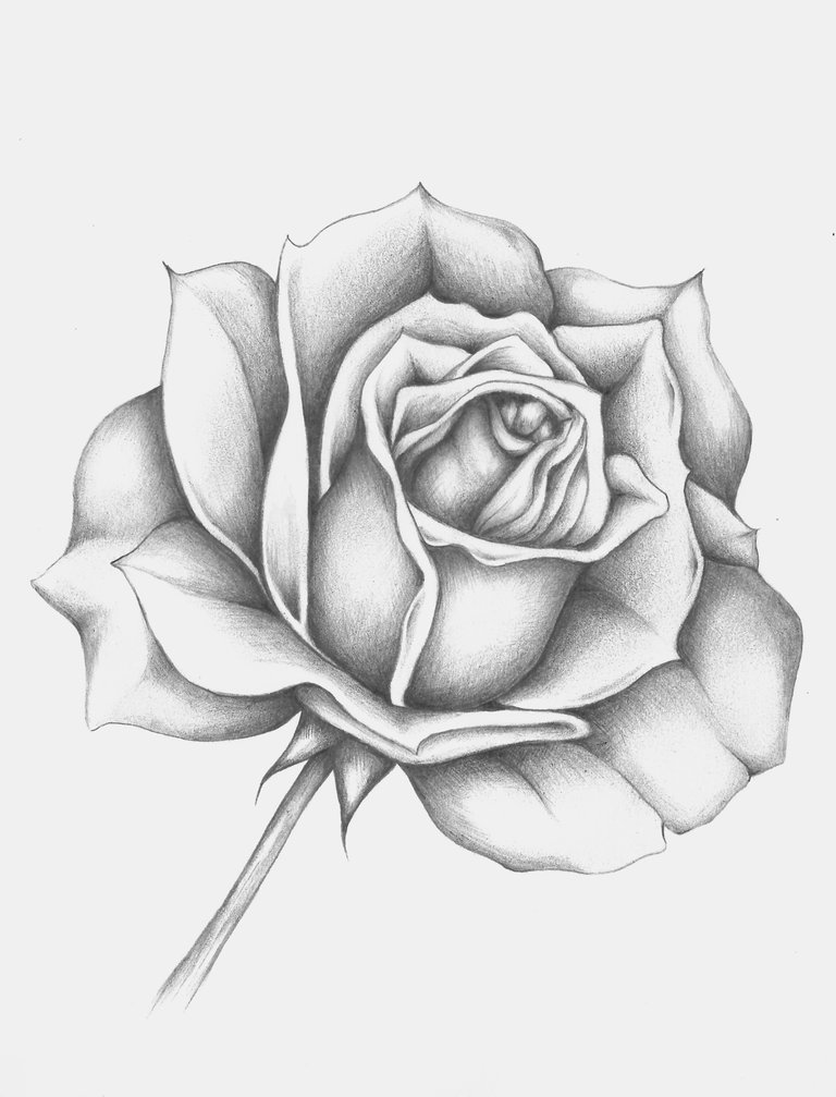 Rose #6_ED2.jpg