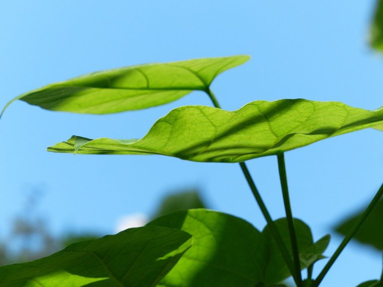 leaves-167833_960_720 Blatt grün licht.jpg