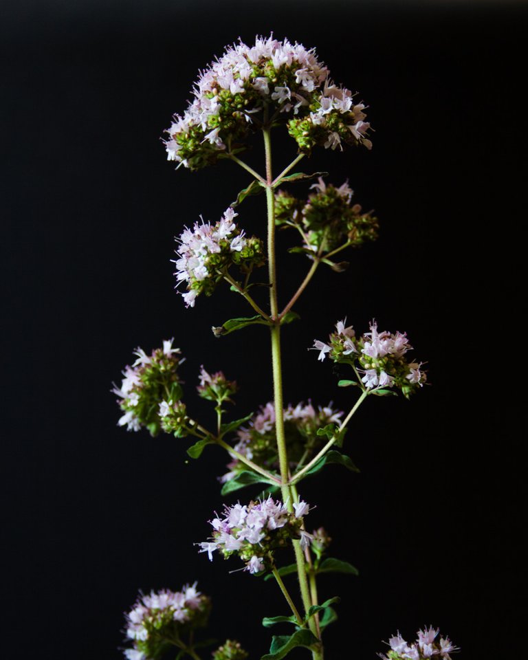 Wild marjoram