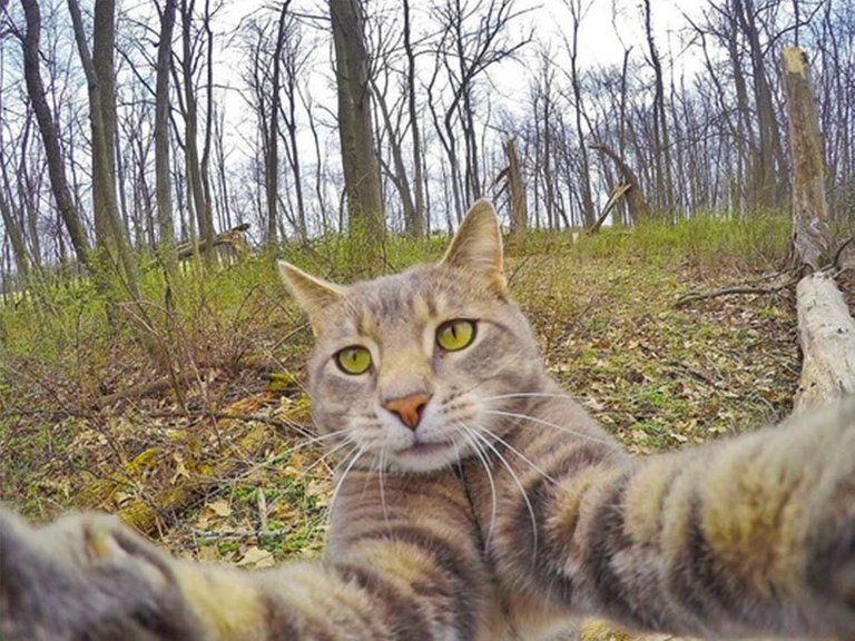 Cat_selfie.width-800.jpg