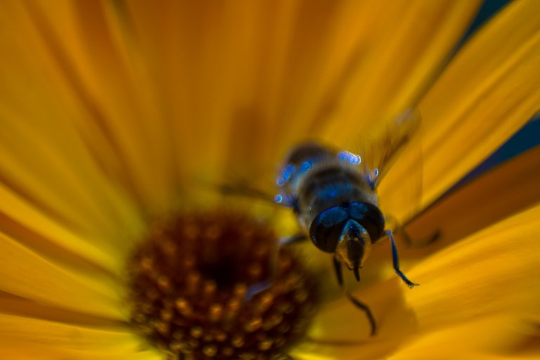 18-07-2018-marigold-dronefly-00467.jpg