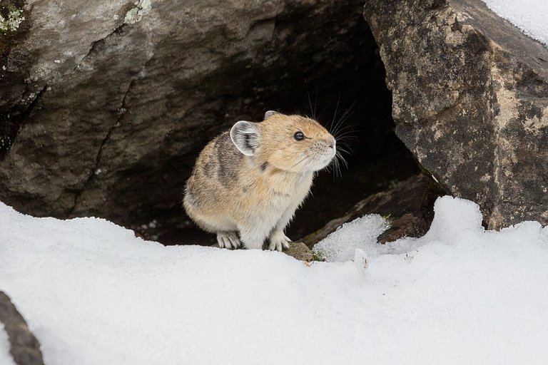 Animal-World-Nature-Animal-Rodent-Pika-Mammal-3723516.jpg