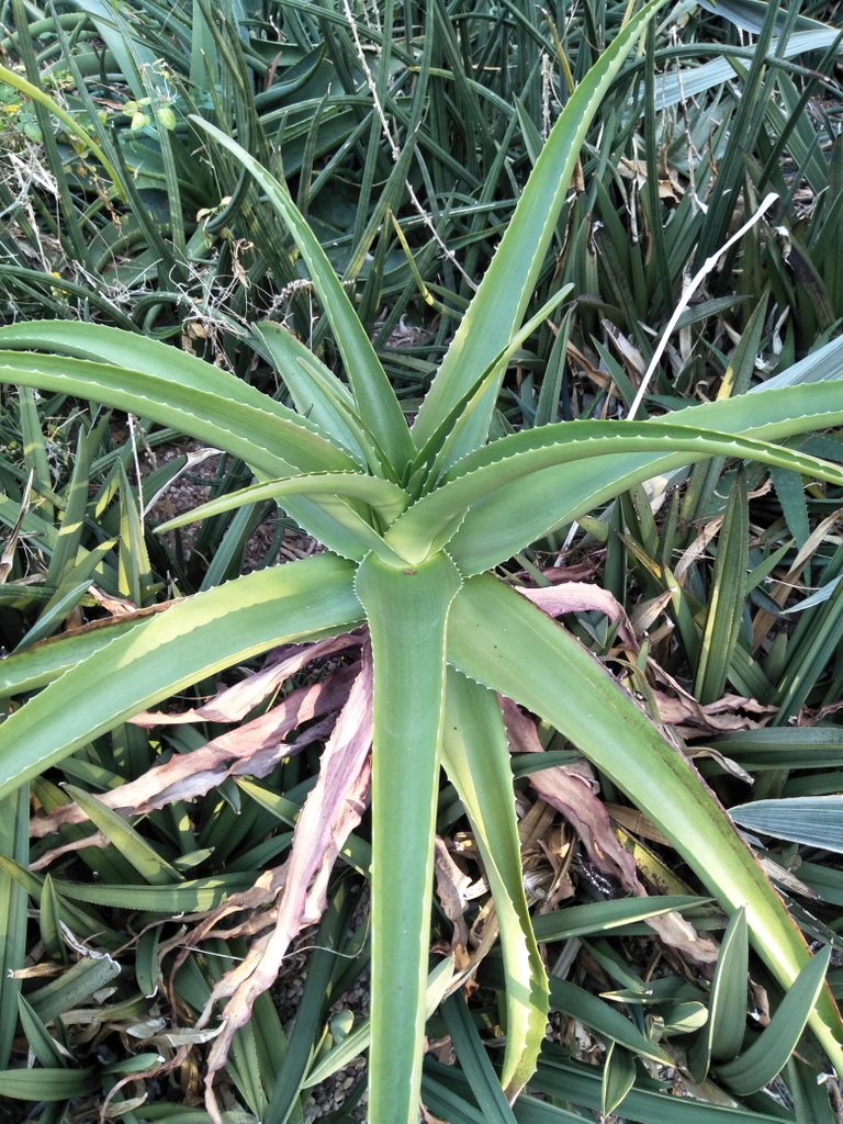 3 Aloe Divariacata 1.jpg