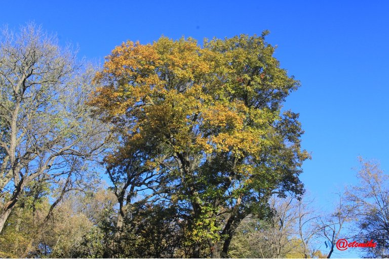 fall trees colors landscape fall-colors fontenelle-forest Fall02066.jpg