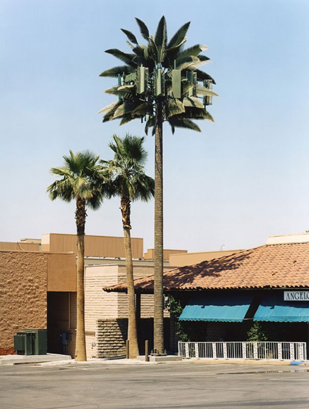 palm-tree4.jpg