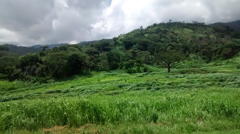 paisaje verde.jpg