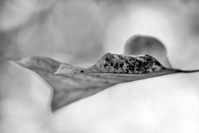 Tulip Tree Leaf in Cine lens.jpg