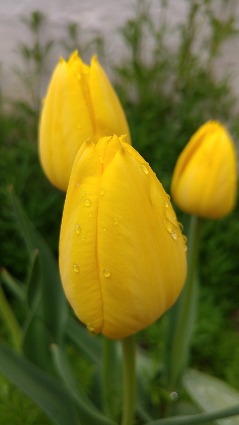 flowersyellowtulips1.jpg