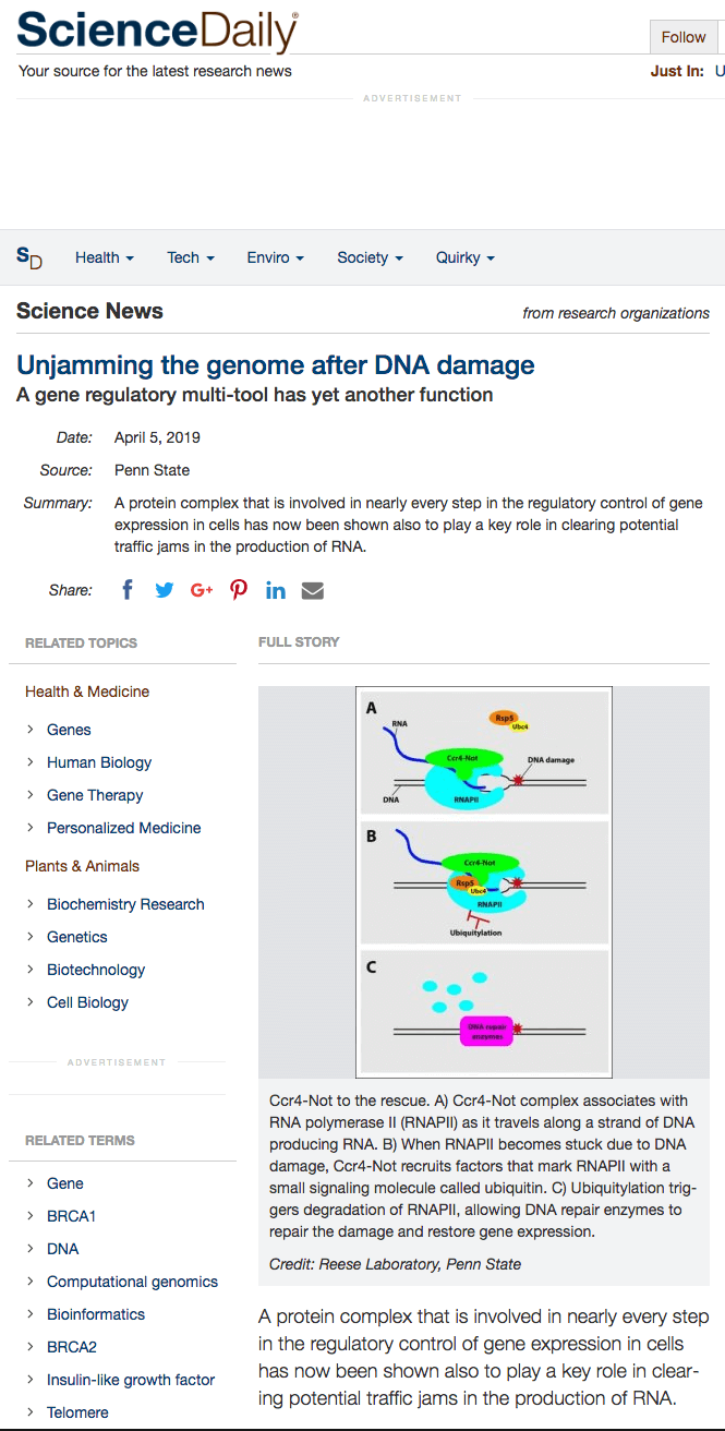 Unjamming the genome after DNA damage.png