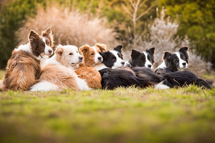 dog-photographer-of-the-year-2018-winners-the-kennel-club-28-5b5197af70f50__700.jpg