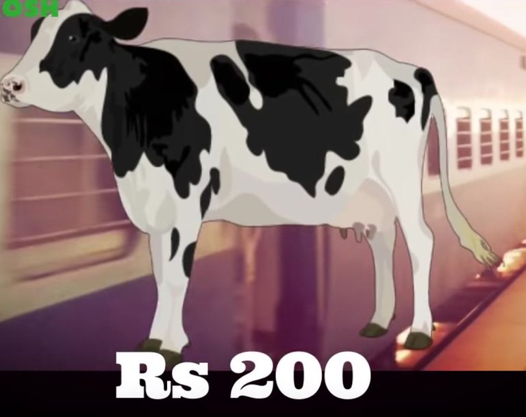 cow200.JPG