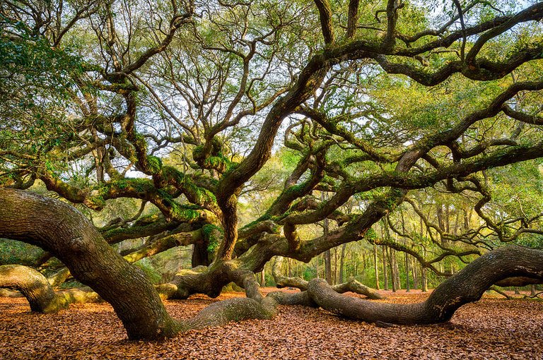 charleston-sc-angel-oak-tree-south-carolina-landscape-dave-allen.jpg