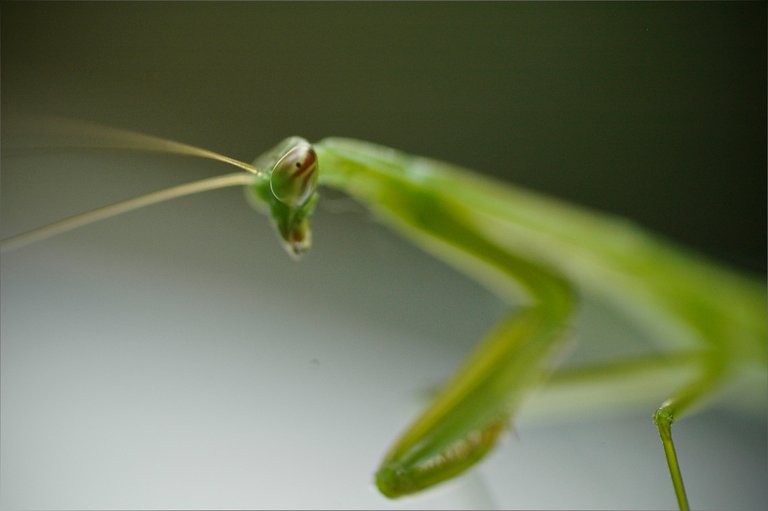 mantis.jpg