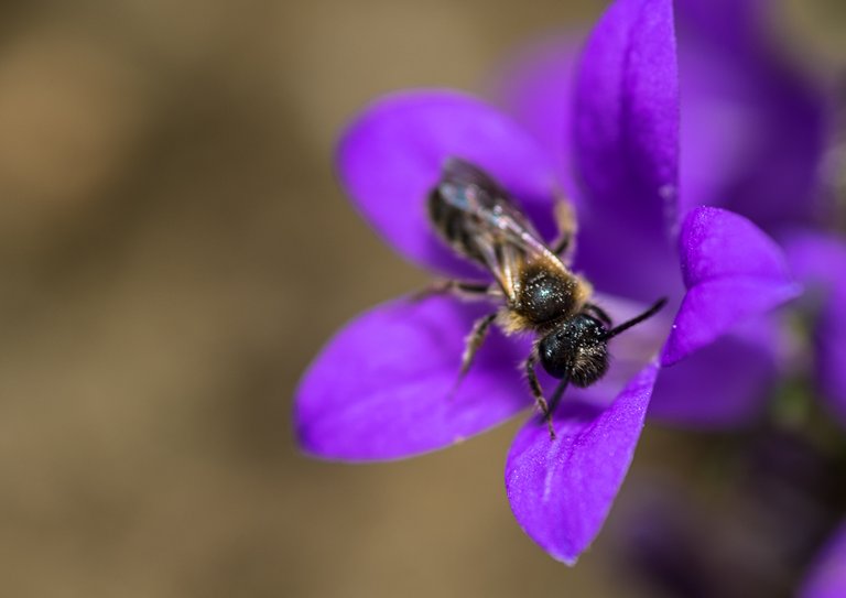 31-05-2018-campanula-bij-05451.jpg