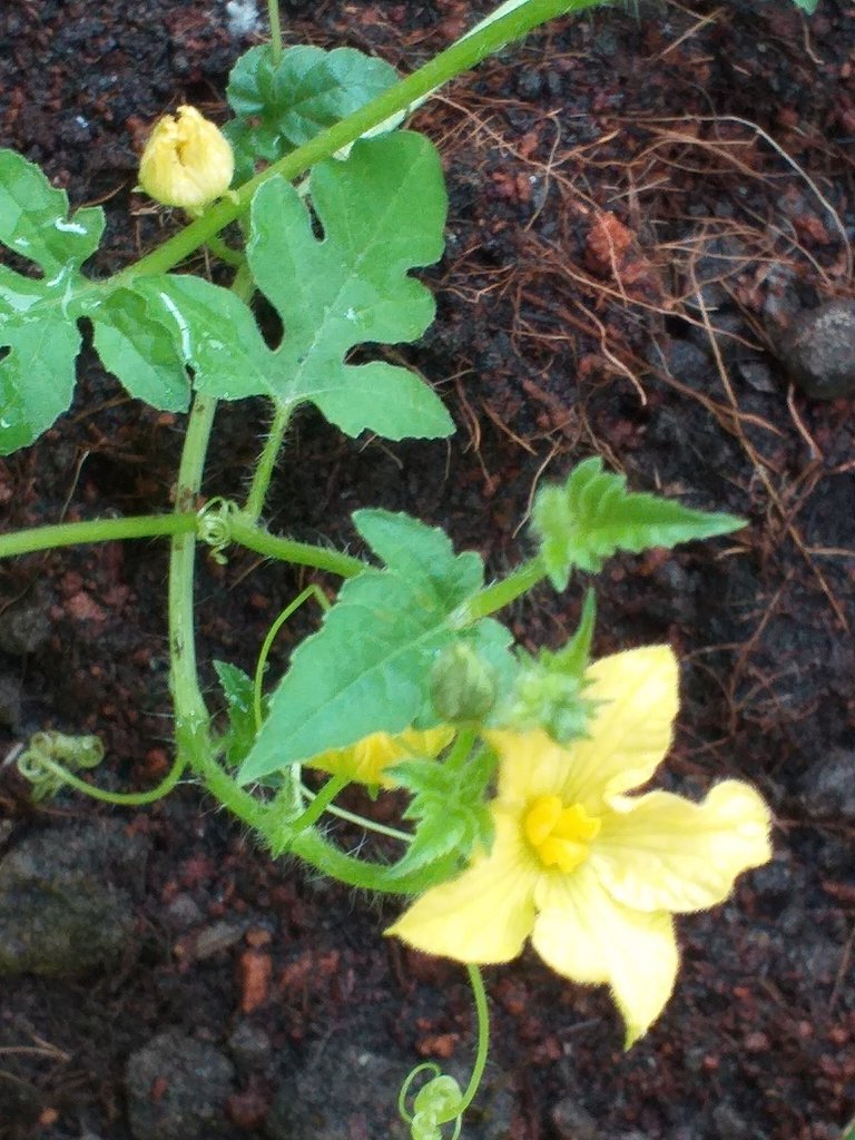 Tangmo flower4.jpg