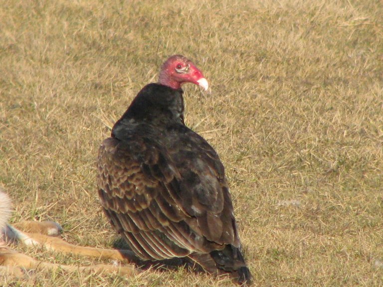 IMG_1169 Turkey Vulcher.JPG